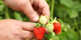 Как добиться обильного и вкусного урожая клубники — секреты ухода.