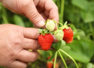 Как добиться обильного и вкусного урожая клубники — секреты ухода.