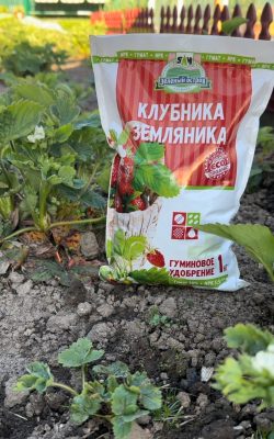 Для подкормки рекомендуется использовать Гуминовое удобрение Клубника, земляника или ГумиTab’s Клубника, земляника. Для подкормки рекомендуется использовать Гуминовое удобрение Клубника, земляника или ГумиTab’s Клубника, земляника.