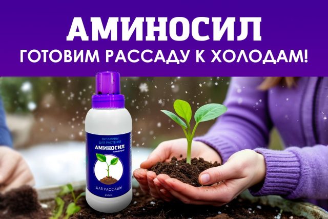 В первые дни после высадки важнейшую роль в адаптации растений играют аминокислоты и некоторые микроэлементы. В первые дни после высадки важнейшую роль в адаптации растений играют аминокислоты и некоторые микроэлементы.