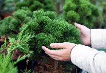 Как продлить жизнь хвойным: правила весенней посадки и основы ухода.