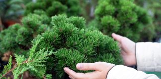 Как продлить жизнь хвойным: правила весенней посадки и основы ухода.