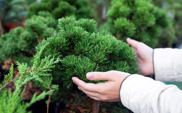 Как продлить жизнь хвойным: правила весенней посадки и основы ухода.