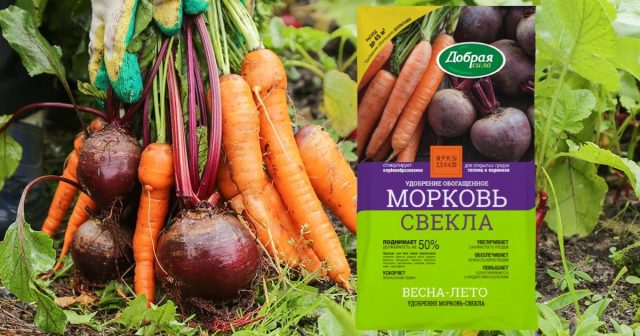 По той же причине нужно постараться ускорить рост моркови в начале вегетации, например, внесением под посев удобрения Морковь-Свекла Добрая сила.