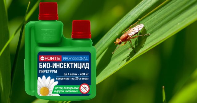 Лучшие инсектициды от морковной мухи – это натуральные средства, тем более, обработка может понадобиться близко к срокам уборки урожая. К таким относится концентрат от насекомых Bona Forte.