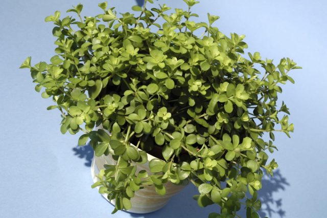 Пеперомия Хоффмана (Peperomia hoffmanii) тоже несёт некрупные сочные листики, но обилие и длина побегов позволяют использовать её в качестве полноценного ампеля. Пеперомия Хоффмана (Peperomia hoffmanii) тоже несёт некрупные сочные листики, но обилие и длина побегов позволяют использовать её в качестве полноценного ампеля.