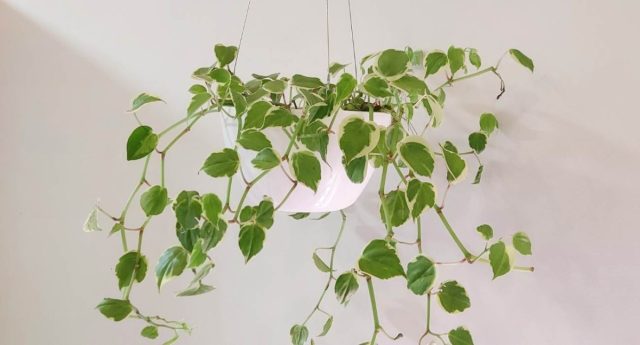 Пеперомия лазящая (Peperomia scandens) с толстенькими ползучими или свисающими стеблями имеет некрупные, мясистые, округлые или с вытянутым кончиком листики светло-зелёной окраски. Пеперомия лазящая (Peperomia scandens) с толстенькими ползучими или свисающими стеблями имеет некрупные, мясистые, округлые или с вытянутым кончиком листики светло-зелёной окраски.