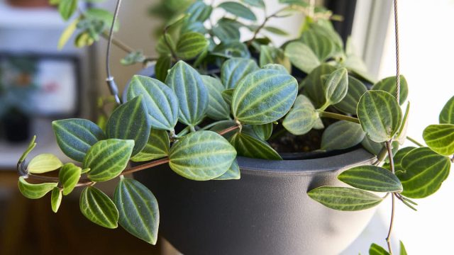 Пеперомия четырёхугольная (Peperomia Quadrangularis) иногда имеет чуть угловатые в сечении стебли с тёмно-зелёными овально-заострёнными листиками, украшенными чётко прочерченными жилками. Пеперомия четырёхугольная (Peperomia Quadrangularis) иногда имеет чуть угловатые в сечении стебли с тёмно-зелёными овально-заострёнными листиками, украшенными чётко прочерченными жилками.