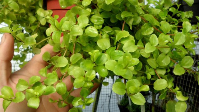 Пышный изумрудно-зелёный каскад образует пеперомия японская (Peperomia japonica). Пышный изумрудно-зелёный каскад образует пеперомия японская (Peperomia japonica).