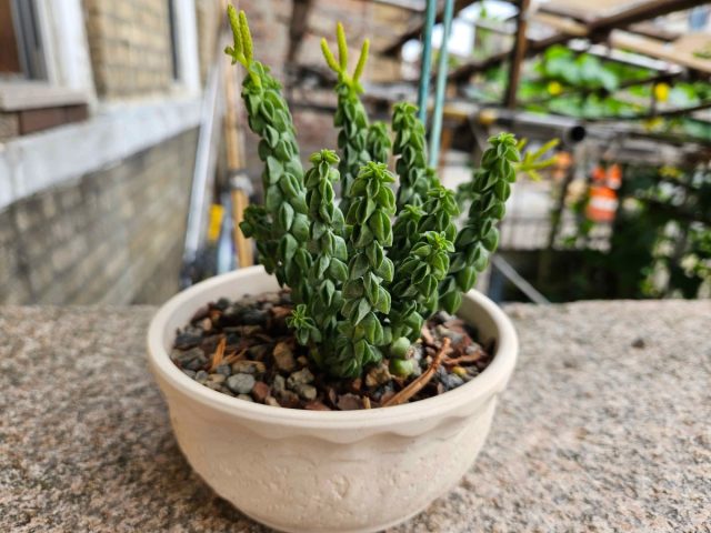 Весьма оригинальная внешность у пеперомии столбчатой (Peperomia columella). Весьма оригинальная внешность у пеперомии столбчатой (Peperomia columella).