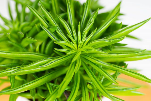 У пеперомии железистой (Peperomia ferreyrae) листья более узкие и длинные, похожи на раскрывающиеся стручки. У пеперомии железистой (Peperomia ferreyrae) листья более узкие и длинные, похожи на раскрывающиеся стручки.
