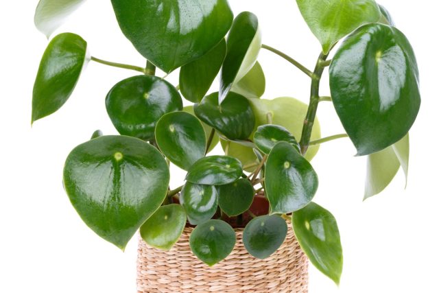 Пеперомия многолистная (Peperomia polybotrya) сравнительно с предыдущими видами выглядит привычнее. Пеперомия многолистная (Peperomia polybotrya) сравнительно с предыдущими видами выглядит привычнее.