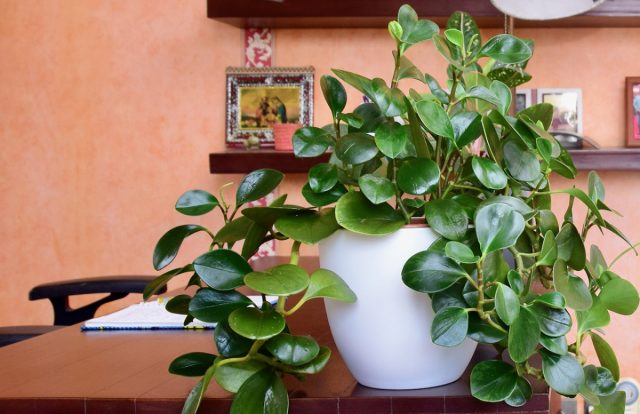 Пеперомия туполистная (Peperomia obtusifolia). Толстые стебли розоватого или красноватого цвета, такие же черешки. Листья толстые, кожистые, восковые. Пеперомия туполистная (Peperomia obtusifolia). Толстые стебли розоватого или красноватого цвета, такие же черешки. Листья толстые, кожистые, восковые.