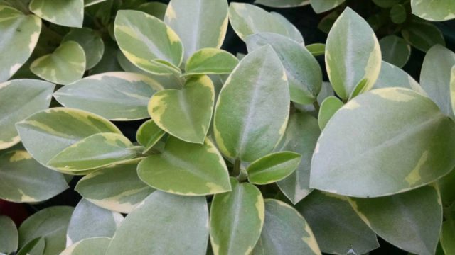 Пеперомия орба "Тирдроп" (Peperomia orba 'Teardrop') - пеперомия-сирота. У неё неизвестно географическое происхождение вида. Пеперомия орба "Тирдроп" (Peperomia orba 'Teardrop') - пеперомия-сирота. У неё неизвестно географическое происхождение вида.