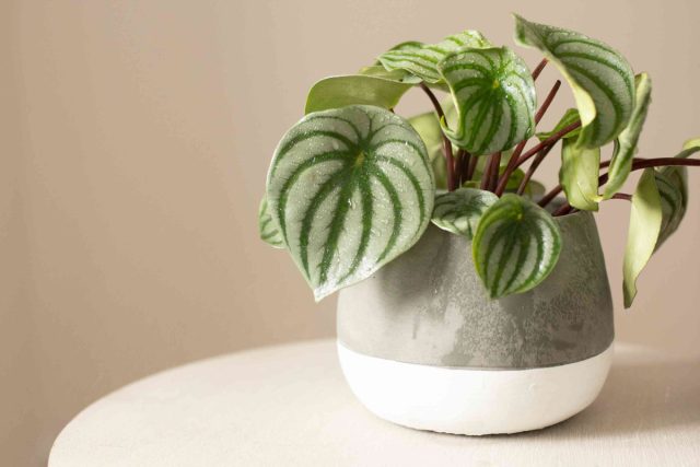 Пеперомия серебристая (Peperomia argyreia), или арбузная - компактное растеньице с каплевидными арбузно-раскрашенными серебристо-зелёными плотными листиками на красноватых черешках. Пеперомия серебристая (Peperomia argyreia), или арбузная - компактное растеньице с каплевидными арбузно-раскрашенными серебристо-зелёными плотными листиками на красноватых черешках.