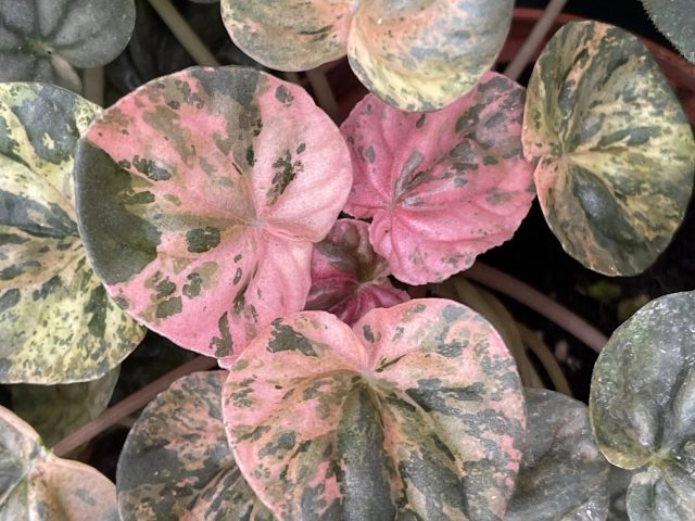 У пеперомии мраморной "Марбл Пинк" ('Marble Pink') на ярком свету (но не на прямом солнце!) отрастают тёмно-зелёные листики с ярко-розовыми хаотичными пятнами. У пеперомии мраморной "Марбл Пинк" ('Marble Pink') на ярком свету (но не на прямом солнце!) отрастают тёмно-зелёные листики с ярко-розовыми хаотичными пятнами.