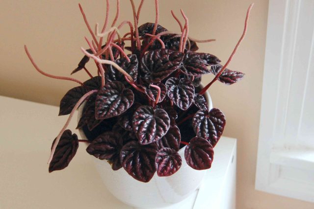 Пеперомия сморщенная (Peperomia caperata) имеет округло-каплевидные тёмные морщинистые листики. Судя по разнообразию сортов, особо любима селекционерами. Пеперомия сморщенная (Peperomia caperata) имеет округло-каплевидные тёмные морщинистые листики. Судя по разнообразию сортов, особо любима селекционерами.