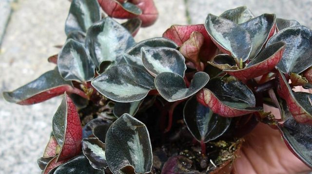 Пеперомия металлика (Peperomia metallica) отличается металлическим блеском гладкой листвы. Наиболее известный сорт "Колумбиана" ('Columbiana'). Пеперомия металлика (Peperomia metallica) отличается металлическим блеском гладкой листвы. Наиболее известный сорт "Колумбиана" ('Columbiana').
