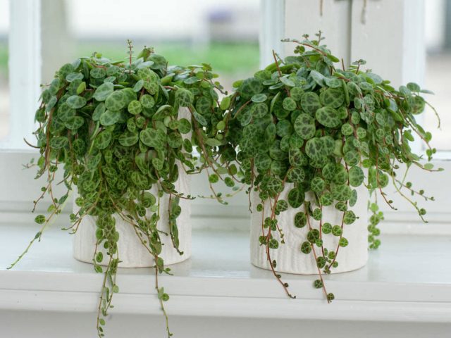 Малышка пеперомия стелющаяся (Peperomia prostrata) из горшка свисать будет, но тоненькими побегами с малюсенькими округлыми по-черепашьи раскрашенными листиками. Малышка пеперомия стелющаяся (Peperomia prostrata) из горшка свисать будет, но тоненькими побегами с малюсенькими округлыми по-черепашьи раскрашенными листиками.