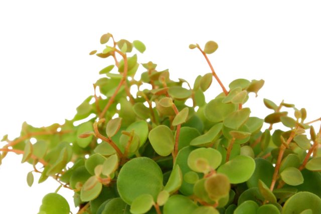 Пеперомия бангроана (Peperomia bangroana) с крошечными, с ноготь большого пальца, толстенькими блестящими зелёными листиками. Пеперомия бангроана (Peperomia bangroana) с крошечными, с ноготь большого пальца, толстенькими блестящими зелёными листиками.