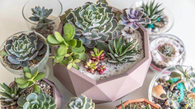 Суккуленты и кактусы отлично подходят для тех, кто забывает поливать растения или хочет «зелень», не требующую особого ухода. Суккуленты и кактусы отлично подходят для тех, кто забывает поливать растения или хочет «зелень», не требующую особого ухода.