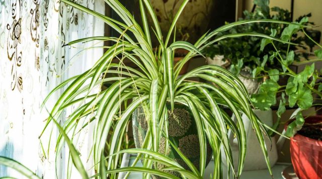 Хлорофитум (Chlorophytum comosum) можно назвать одними из самых простых в выращивании цветов. Хлорофитум (Chlorophytum comosum) можно назвать одними из самых простых в выращивании цветов.