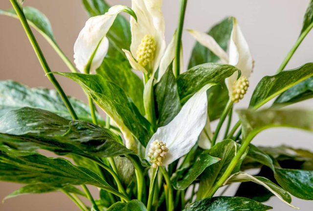 Поскольку спатифиллумы (Spathiphyllum), или мирные лилии предпочитают непрямое, слабое или среднее освещение, они идеально подходят для тенистых мест. Поскольку спатифиллумы (Spathiphyllum), или мирные лилии предпочитают непрямое, слабое или среднее освещение, они идеально подходят для тенистых мест.
