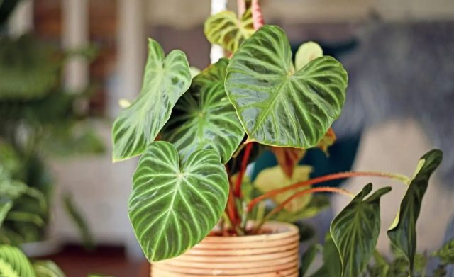 Филодендроны (Philodendron), известные своей неприхотливостью, будут процветать в помещении, если дать им достаточное количество освещения и воды. Филодендроны (Philodendron), известные своей неприхотливостью, будут процветать в помещении, если дать им достаточное количество освещения и воды.