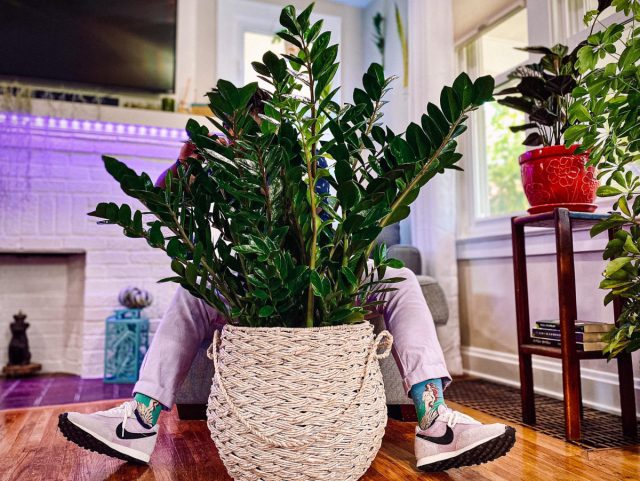 От природы блестящие листья замиокулькаса (Zamioculcas zamiifolia) не требуют больших усилий для поддержания привлекательного вида. От природы блестящие листья замиокулькаса (Zamioculcas zamiifolia) не требуют больших усилий для поддержания привлекательного вида.