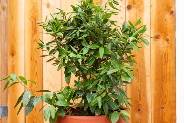 Листья лавра (Laurus nobilis) зеленые и блестящие круглый год. Даже в разгар зимы это дерево будет обеспечивать чудесный островок зелени в доме. Листья лавра (Laurus nobilis) зеленые и блестящие круглый год. Даже в разгар зимы это дерево будет обеспечивать чудесный островок зелени в доме.