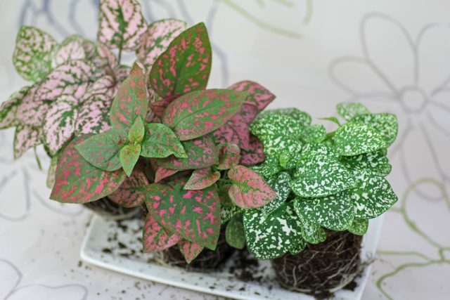 Гипоэстес (Hypoestes phyllostachya) - очаровательное маленькое декоративнолиственное растение с веселыми розовыми крапинками на темно-зеленых листьях. Гипоэстес (Hypoestes phyllostachya) - очаровательное маленькое декоративнолиственное растение с веселыми розовыми крапинками на темно-зеленых листьях.