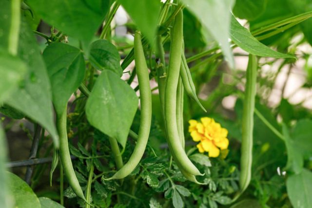 Лучше всего ягодная культура растёт рядом с фасолью, хотя её можно посадить и вместе с другими бобами. Лучше всего ягодная культура растёт рядом с фасолью, хотя её можно посадить и вместе с другими бобами.