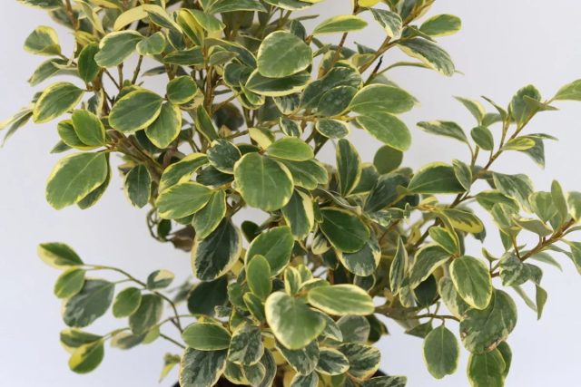 Бирючина обыкновенная (ligustrum vulgare) растет на любых почвах, но без застойного увлажнения, на солнце и в тени. Бирючина обыкновенная (ligustrum vulgare) растет на любых почвах, но без застойного увлажнения, на солнце и в тени.