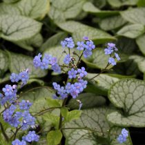 Бруннера крупнолистная «Джэк Фрост» (Brunnera macrophylla 'Jack Frost') Бруннера крупнолистная «Джэк Фрост» (Brunnera macrophylla 'Jack Frost')