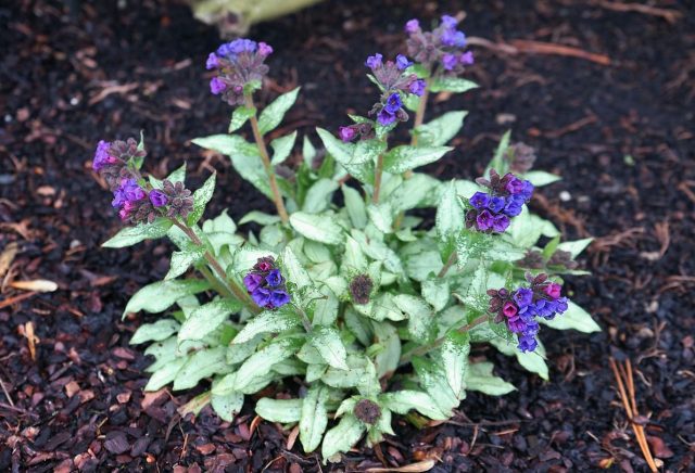 У видовой медуницы длиннолистной (pulmonaria longifolia) очень эффектные ланцетные серебристые листья, а сорта и подвиды в основном пятнистые. У видовой медуницы длиннолистной (pulmonaria longifolia) очень эффектные ланцетные серебристые листья, а сорта и подвиды в основном пятнистые.