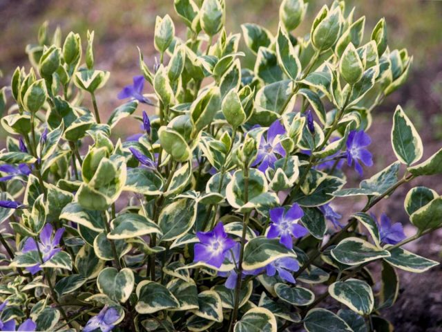 Барвинок малый (vinca minor) – прекрасное почвопокровное растение для участков с любым уровнем освещенности, особенно теневых. Барвинок малый (vinca minor) – прекрасное почвопокровное растение для участков с любым уровнем освещенности, особенно теневых.