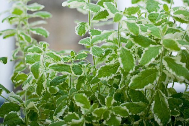 Мята душистая «Вариегата» (mentha suaveolens 'Variegata') - сорт высотой до 40 см с зеленой листвой с кремово-белой окантовкой. Мята душистая «Вариегата» (mentha suaveolens 'Variegata') - сорт высотой до 40 см с зеленой листвой с кремово-белой окантовкой.