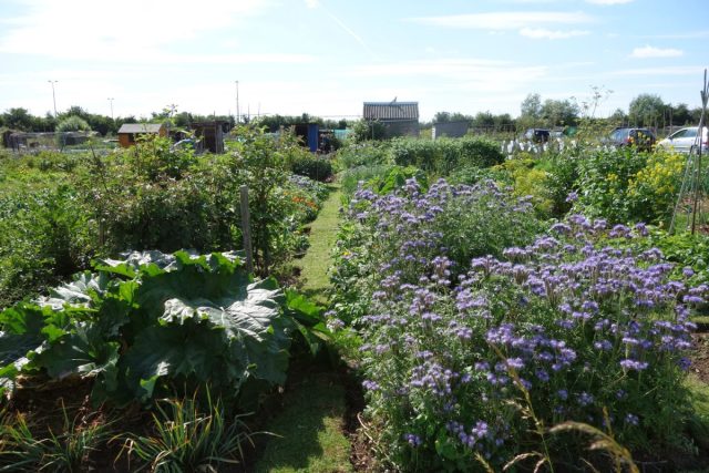 Фацелия (Phacelia) хорошо работает как живая мульча между другими культурами Фацелия (Phacelia) хорошо работает как живая мульча между другими культурами