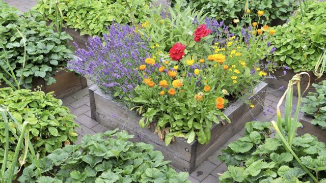 Ноготки, или календула (Calendula officinalis) также отлично подходит для привлечения различных опылителей и хищных насекомых. Ноготки, или календула (Calendula officinalis) также отлично подходит для привлечения различных опылителей и хищных насекомых.