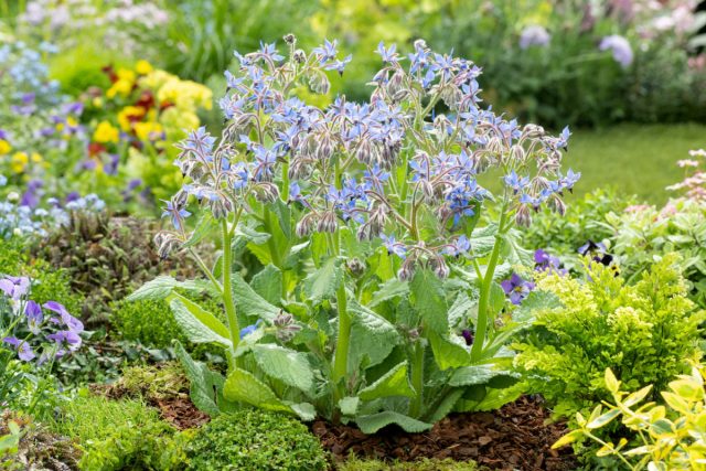 Огуречник (Borago officinalis) — один из любимых цветов у пчел, к тому же съедобен для людей. Огуречник (Borago officinalis) — один из любимых цветов у пчел, к тому же съедобен для людей.