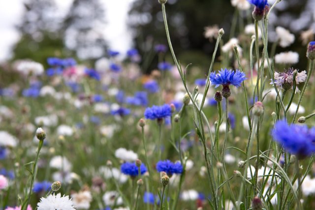 Василек (Centaurea cyanus) — один из красивых и полезных примеров. Как и огуречник, он прекрасный источник нектара для пчел. Василек (Centaurea cyanus) — один из красивых и полезных примеров. Как и огуречник, он прекрасный источник нектара для пчел.