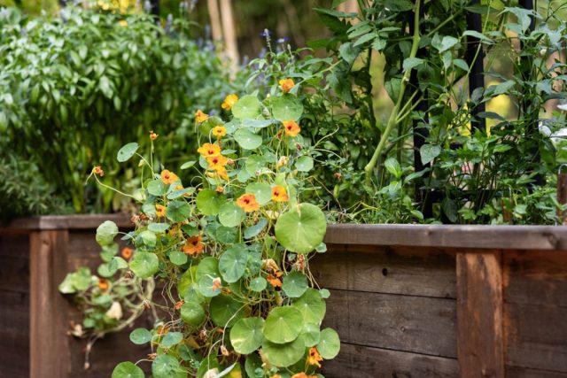 Настурции (Tropaeolum majus) бывают кустовыми и плетистыми, но в любом случае очень полезны в огороде, поскольку становятся отличной ловушкой для определенных вредителей и привлекают полезные виды. Настурции (Tropaeolum majus) бывают кустовыми и плетистыми, но в любом случае очень полезны в огороде, поскольку становятся отличной ловушкой для определенных вредителей и привлекают полезные виды.