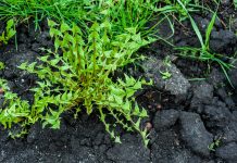 Подружитесь с сорняками — неочевидная польза от сорной травы.