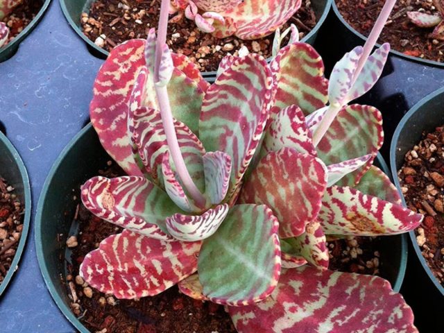 Ещё один вид каланхоэ с нетипичной окраской — каланхоэ приземистое (Kalanchoe humilis). Ещё один вид каланхоэ с нетипичной окраской — каланхоэ приземистое (Kalanchoe humilis).