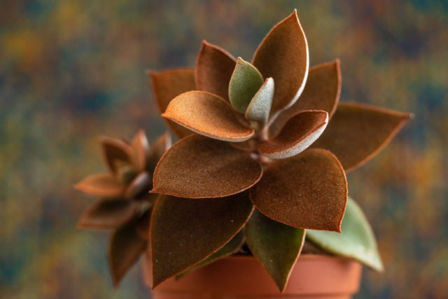 Каланхоэ Оргиалис (Kalanchoe orgyalis) иначе называют каланхоэ таинственное. Небольшой кустик вырастает до полуметра. Каланхоэ Оргиалис (Kalanchoe orgyalis) иначе называют каланхоэ таинственное. Небольшой кустик вырастает до полуметра.