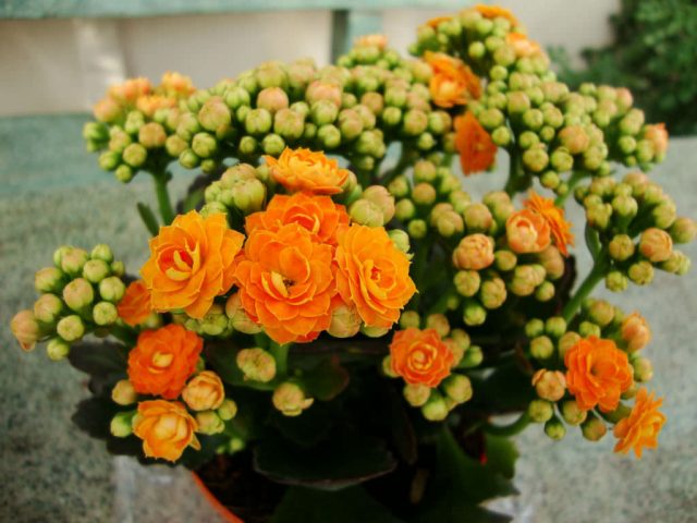 Каланхоэ Блоссфельда (Kalanchoe blossfeldiana) — это обильно и продолжительно цветущее растение, чьи маленькие цветки собираются в небольшие соцветия-зонтики над волнистыми по краям листьями. Каланхоэ Блоссфельда (Kalanchoe blossfeldiana) — это обильно и продолжительно цветущее растение, чьи маленькие цветки собираются в небольшие соцветия-зонтики над волнистыми по краям листьями.