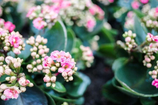 Каланхоэ каландива (Kalanchoe calandiva) — это коммерческий гибрид Блоссфельда, который цветёт дольше и обильнее. Каланхоэ каландива (Kalanchoe calandiva) — это коммерческий гибрид Блоссфельда, который цветёт дольше и обильнее.