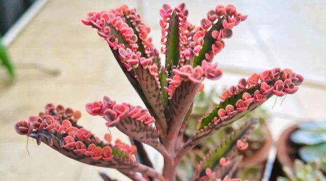 Каланхоэ Дегремона (Kalanchoe daigremontiana), которое называют иногда комнатным доктором и вторым женьшенем, — более массивный родственник. Каланхоэ Дегремона (Kalanchoe daigremontiana), которое называют иногда комнатным доктором и вторым женьшенем, — более массивный родственник.