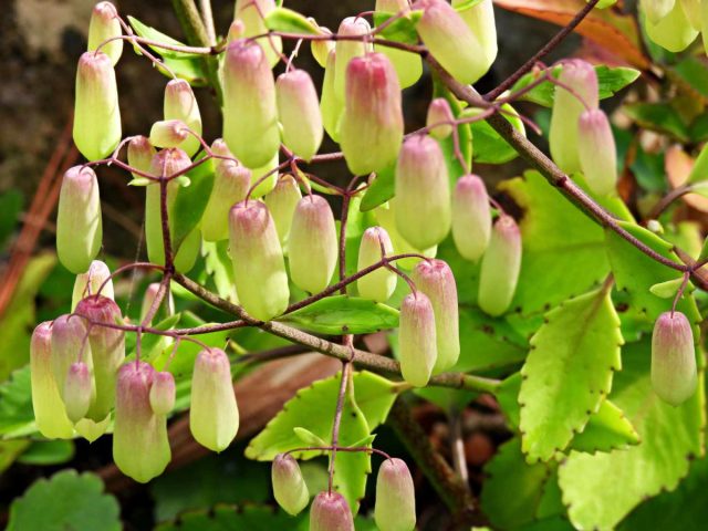 Каланхоэ перистое (Kalanchoe pinnata) — ещё один метровый комнатный гигант с мясистым стеблем. Каланхоэ перистое (Kalanchoe pinnata) — ещё один метровый комнатный гигант с мясистым стеблем.