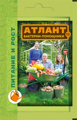 «Питание и рост» – набор ЭМ для интенсификации азотного и фосфорного питания, профилактики грибных и бактериальных болезней, стимуляции ростовых процессов. «Питание и рост» – набор ЭМ для интенсификации азотного и фосфорного питания, профилактики грибных и бактериальных болезней, стимуляции ростовых процессов.